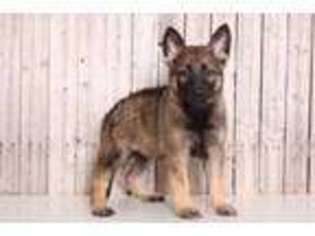 German Shepherd Dog Puppy for sale in Butler, OH, USA