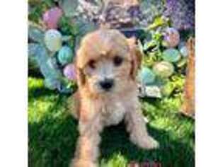 Mutt Puppy for sale in El Paso, TX, USA