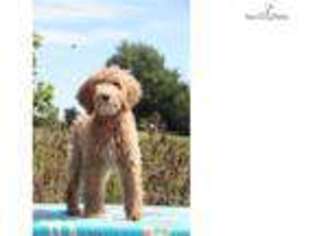 Goldendoodle Puppy for sale in Memphis, TN, USA