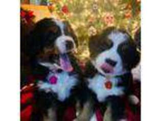 Bernese Mountain Dog Puppy for sale in Snohomish, WA, USA