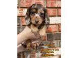 Dachshund Puppy for sale in Atoka, OK, USA