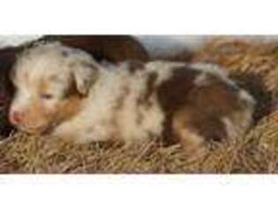 Miniature Australian Shepherd Puppy for sale in Hot Springs, SD, USA