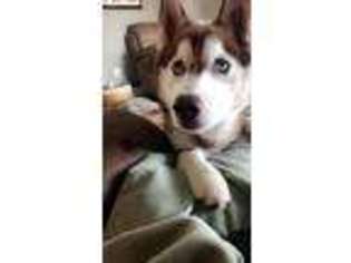 Siberian Husky Puppy for sale in Marysville, OH, USA