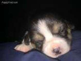 Pembroke Welsh Corgi Puppy for sale in Conklin, MI, USA
