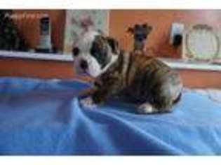 American Bulldog Puppy for sale in Mount Pleasant, IA, USA