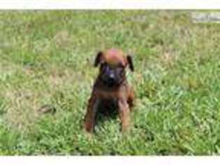 Rhodesian Ridgeback Puppy for sale in Tyler, TX, USA