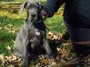 Great Dane Puppy for sale in Thief River Falls, MN, USA