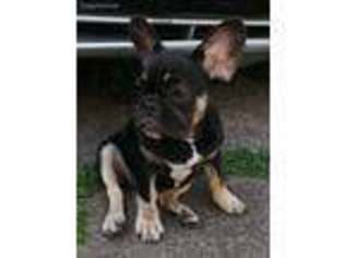 French Bulldog Puppy for sale in Southfield, MI, USA