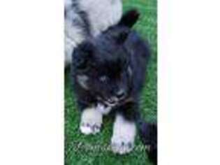 Mutt Puppy for sale in Urbanna, VA, USA
