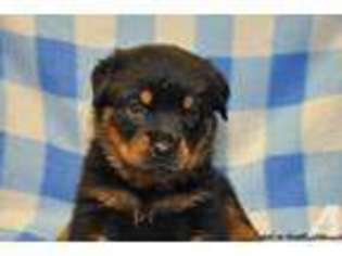 Rottweiler Puppy for sale in KINSTON, NC, USA