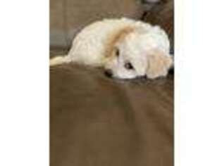 Goldendoodle Puppy for sale in Edgewater, FL, USA