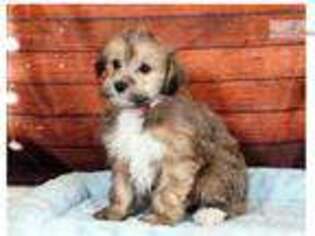 Shih-Poo Puppy for sale in Williamsport, PA, USA