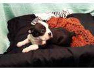 Boston Terrier Puppy for sale in Hudson, SD, USA