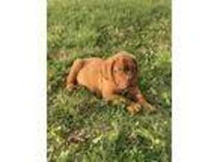 American Bull Dogue De Bordeaux Puppy for sale in Liberty Center, IN, USA