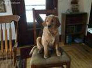 Golden Retriever Puppy for sale in Capac, MI, USA