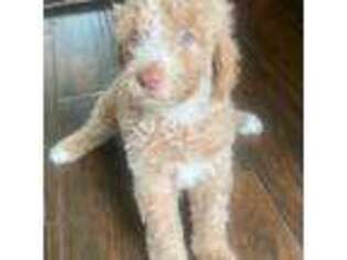 Goldendoodle Puppy for sale in Brandon, FL, USA