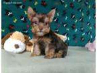 Yorkshire Terrier Puppy for sale in Winston Salem, NC, USA