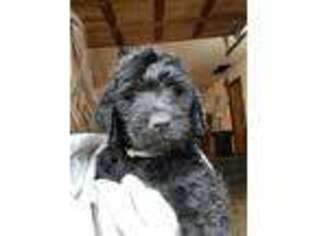 Goldendoodle Puppy for sale in Sweet Home, OR, USA
