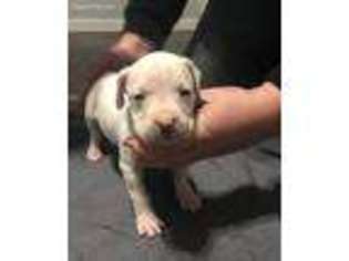 Dogo Argentino Puppy for sale in Cabot, AR, USA