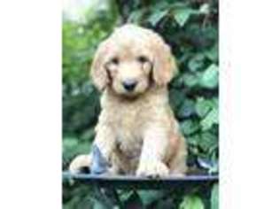Goldendoodle Puppy for sale in Bensalem, PA, USA