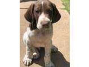 German Shorthaired Pointer Puppy for sale in Amarillo, TX, USA
