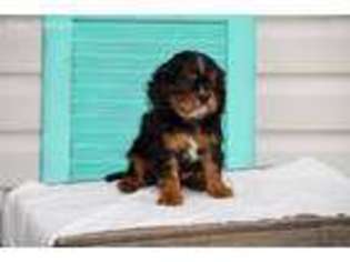 Cavalier King Charles Spaniel Puppy for sale in Holmesville, OH, USA