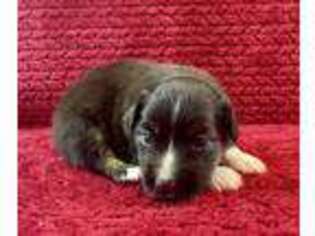 Miniature Australian Shepherd Puppy for sale in Millerstown, PA, USA