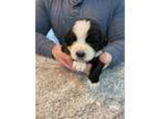 Saint Berdoodle Puppy for sale in Rushville, IN, USA