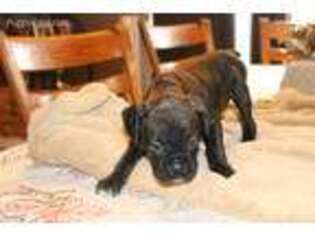 Boxer Puppy for sale in Orleans, MI, USA
