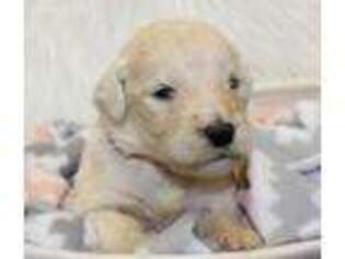 Goldendoodle Puppy for sale in Marion Center, PA, USA