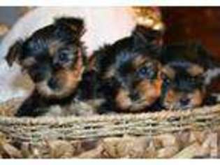 Yorkshire Terrier Puppy for sale in YOUNGTOWN, AZ, USA