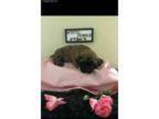 Mastiff Puppy for sale in Florence, AL, USA