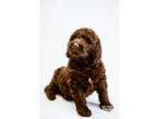Labradoodle Puppy for sale in Austin, MN, USA
