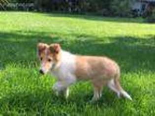 Collie Puppy for sale in Smithsburg, MD, USA