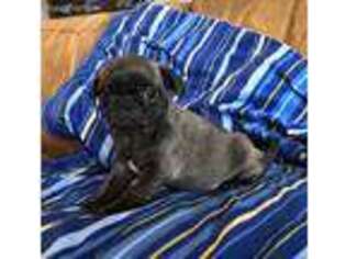 Pug Puppy for sale in Evansville, WI, USA