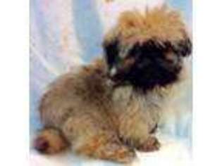 Shinese Puppy for sale in LOVELAND, CO, USA