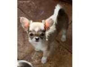 Chihuahua Puppy for sale in Concord, NH, USA