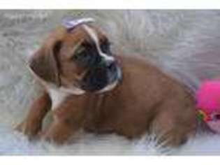 Boxer Puppy for sale in Caulfield, MO, USA