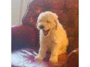 Mutt Puppy for sale in Conway, NH, USA