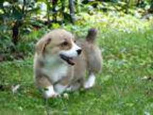 Pembroke Welsh Corgi Puppy for sale in Bowling Green, KY, USA