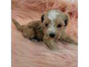 Schnoodle (Standard) Puppy for sale in Hotchkiss, CO, USA