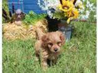 Cavapoo Puppy for sale in Chanute, KS, USA