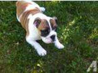 Bulldog Puppy for sale in SCRANTON, PA, USA