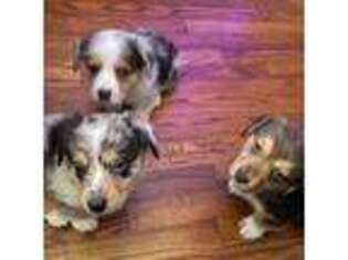 Cardigan Welsh Corgi Puppy for sale in Lancaster, SC, USA