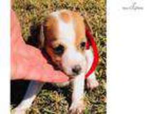 Jack Russell Terrier Puppy for sale in Tulsa, OK, USA