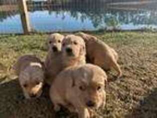 Golden Retriever Puppy for sale in Hampstead, NC, USA