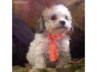 Cavachon Puppy for sale in Fallbrook, CA, USA