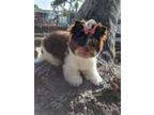 Biewer Terrier Puppy for sale in Saint James City, FL, USA