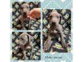 Great Dane Puppy for sale in Glen Carbon, IL, USA