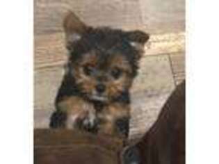 Yorkshire Terrier Puppy for sale in Conway, MO, USA
